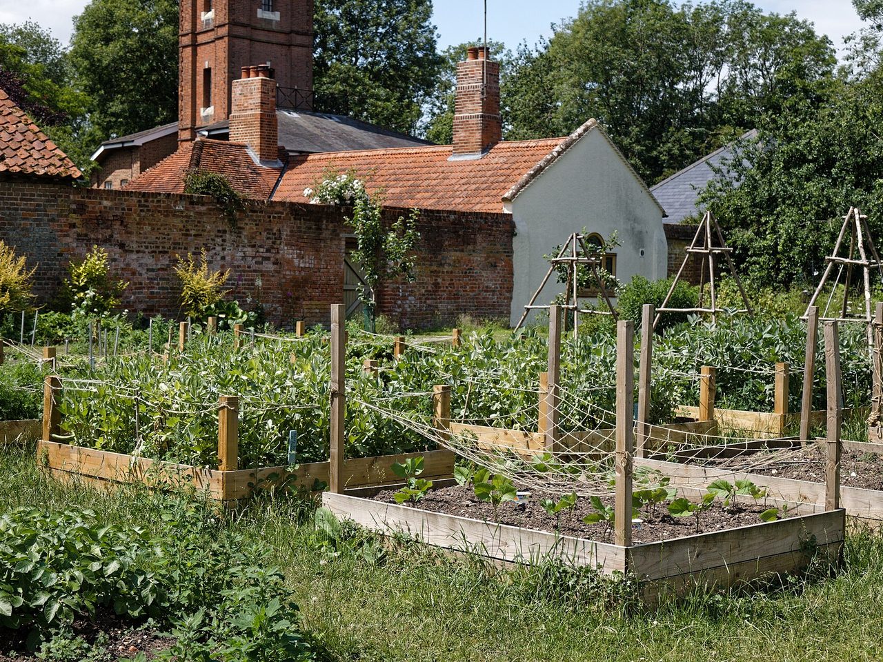 Planches de culture en bois d'un potager de jardin, légumes et supports de grimpantes