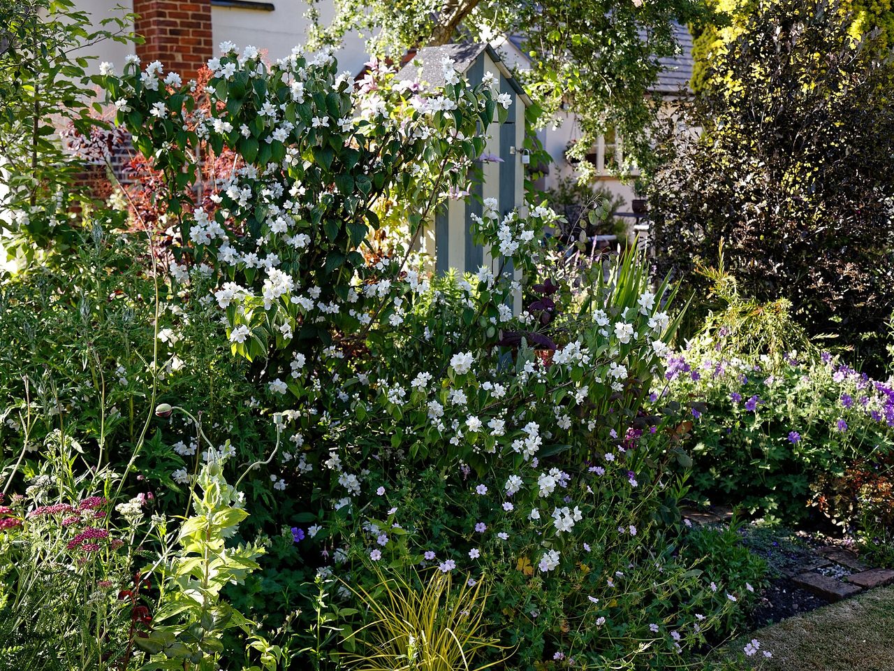 Massif de jardin privé mêlant arbustes fleuris et vivaces devant une maison