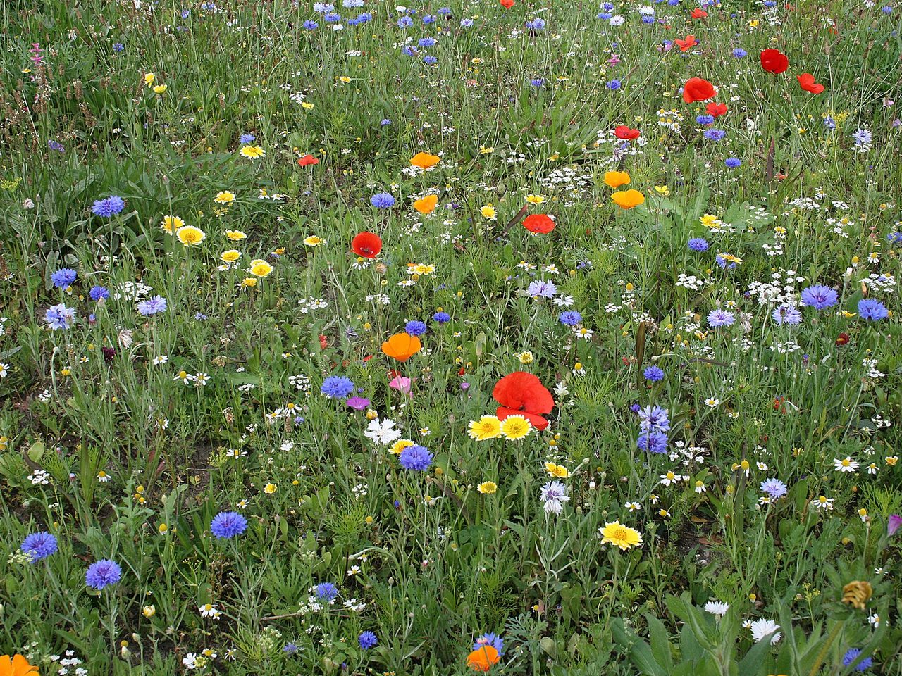 Prairie fleurie de jardin en pleine floraison : coquelicots, bleuets et marguerites mellifères