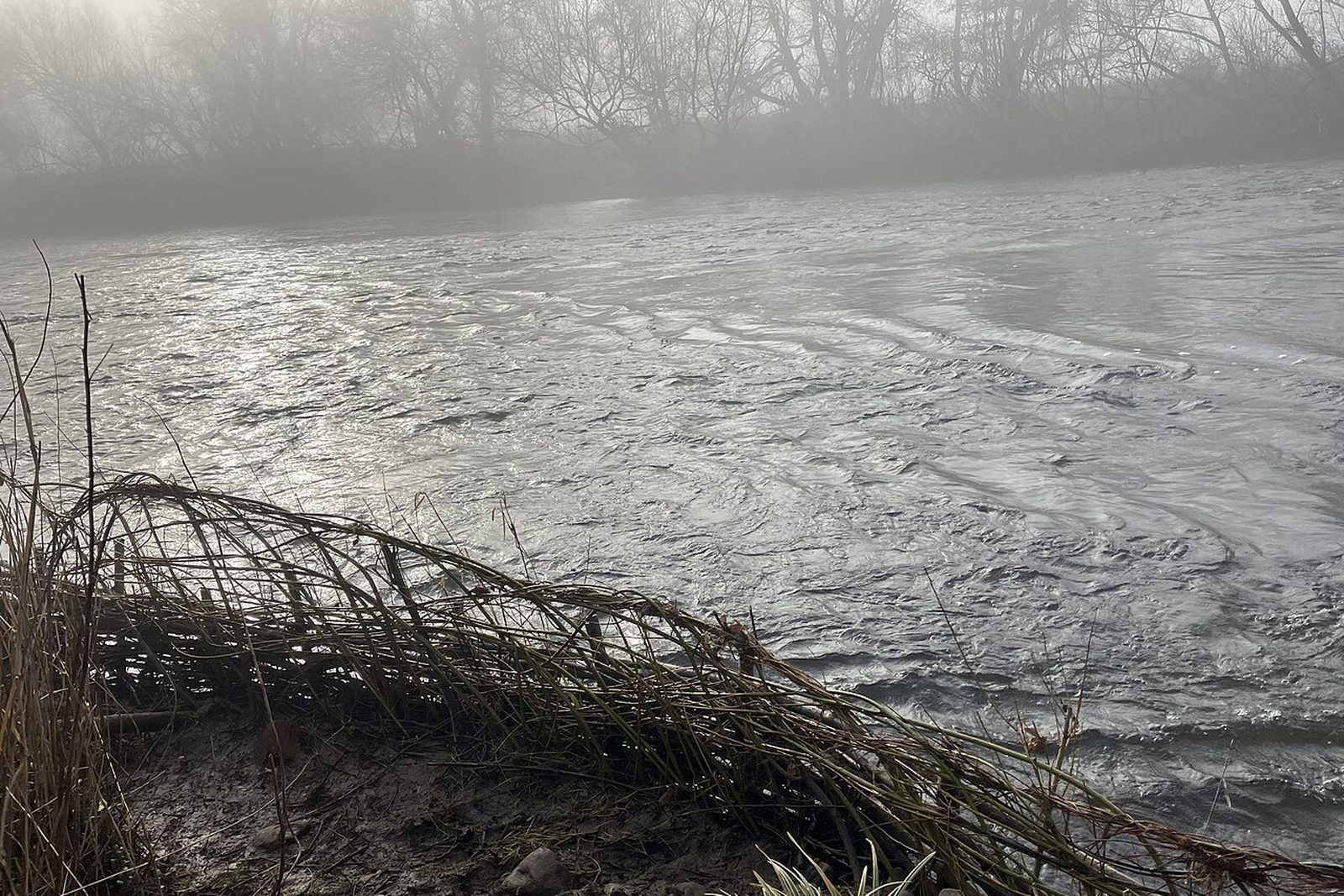 Ouvrage de génie végétal en saule stabilisant une berge de rivière