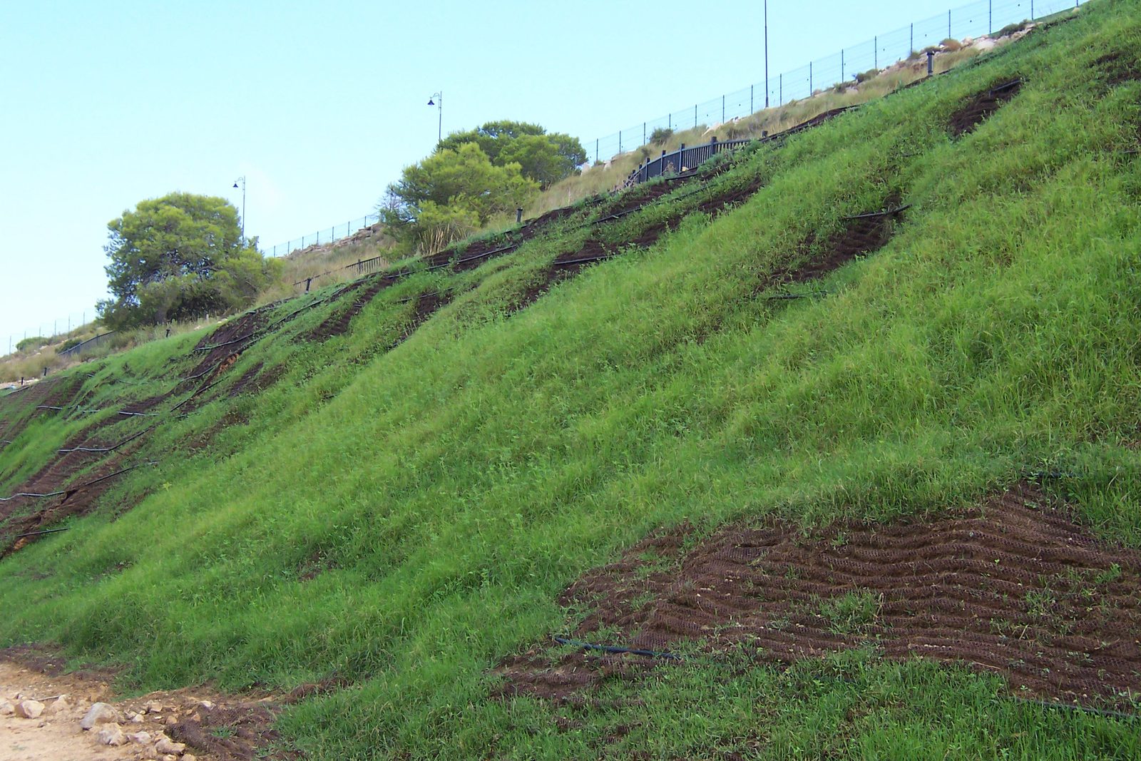 Végétation installée sur un talus minéral remanié après travaux